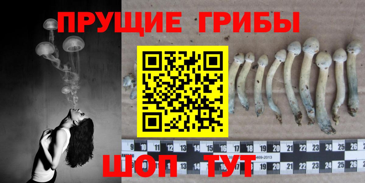 Псилоцибиновые грибы Psilocybe Прокопьевск