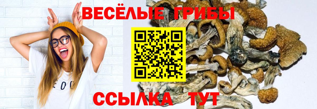 как найти   Вход с VPN  Галлюциногенные грибы Cubensis  Прокопьевск  Псилоцибиновые грибы мицелий 
